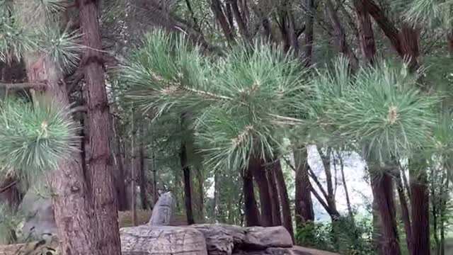 There is a stone path through the pine forest