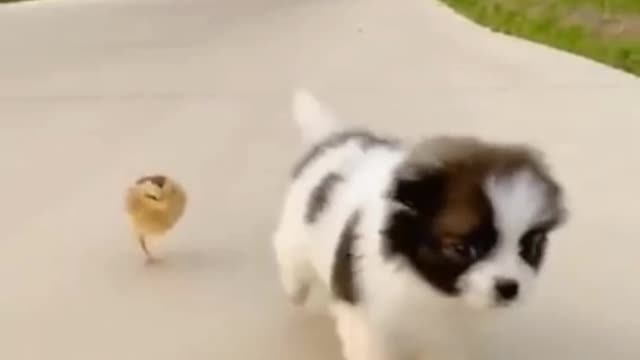 Funny Animals Videos-Awesome Funny Pet Animals _ cute Animals