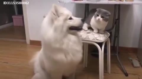 Dog vs cat funny fight