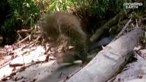 Baby Jaguar Bites Caiman, Regrets It Immediately