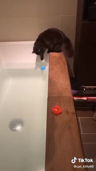 Cats are so funny | nice to meet you baby cat