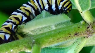 Monarch Butterfly Caterpillar