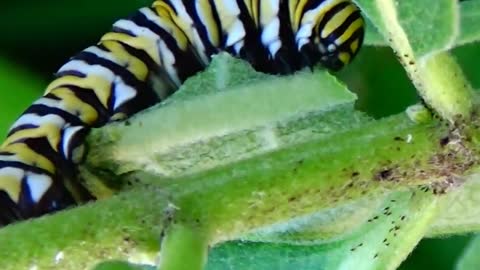 Monarch Butterfly Caterpillar