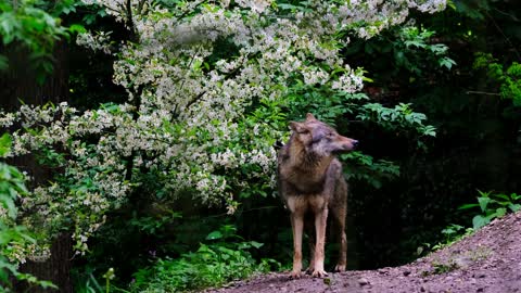 SCARY WOLF