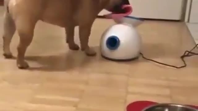 Oh, no puppy It doesn’t work like that? Have checked the manual