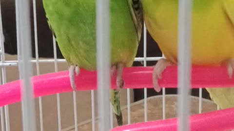 Lovely Parrots so cute