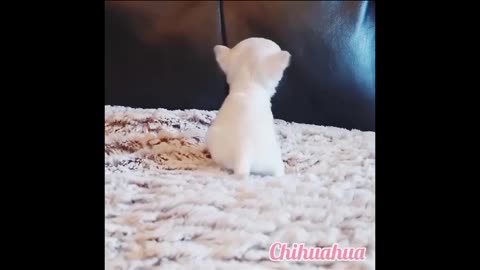 Smallest dogs in the world/