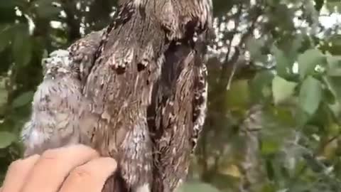 Incredible super disguise