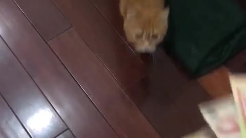My Cat Likes To Eat Money