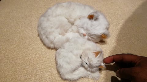 Cat sleeping with her cute baby