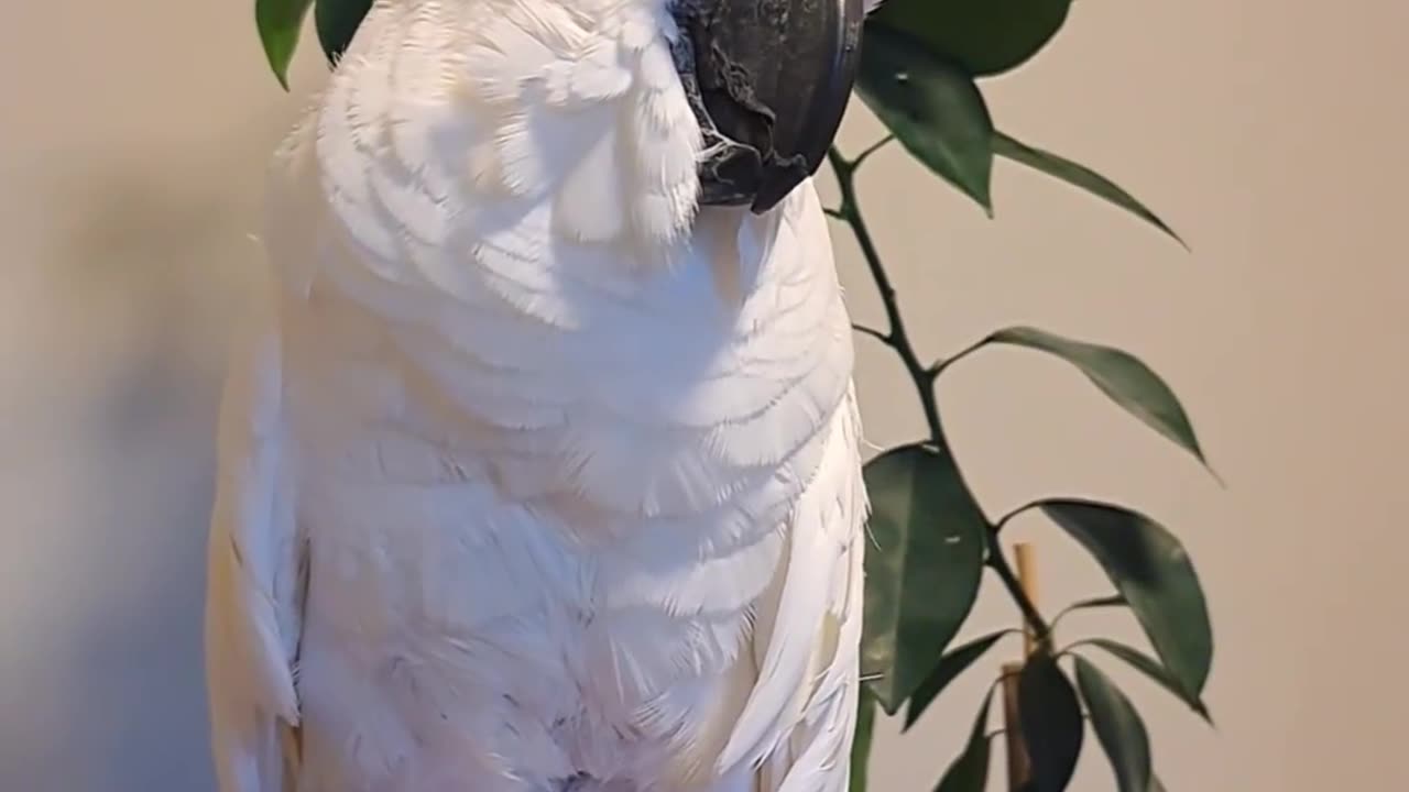 parrot |cockatiel parrot | Funny birds | Funny animals