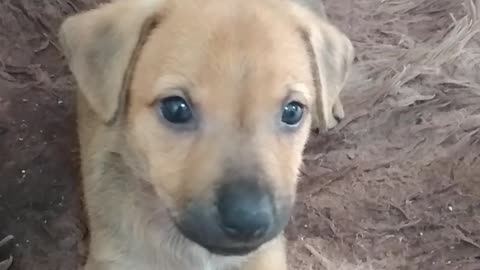 Cachorrinha fofinha