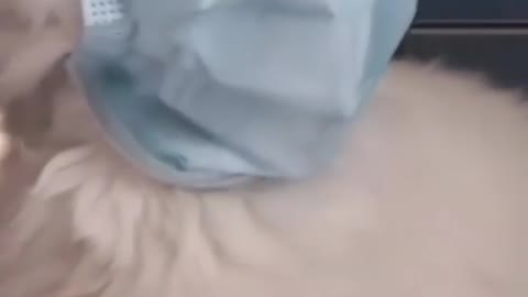Seeing his master chewing, the cat put a mask on his face