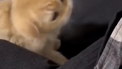 Funny Cats