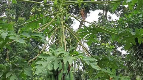 Papaya Plant