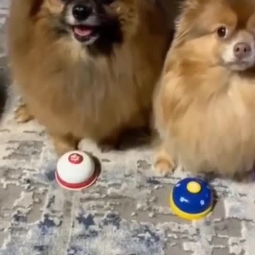 Cute & Funny Cats And Dogs - Best Funny Animal Videos #Shorts