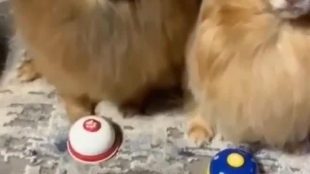 Cute & Funny Cats And Dogs - Best Funny Animal Videos #Shorts