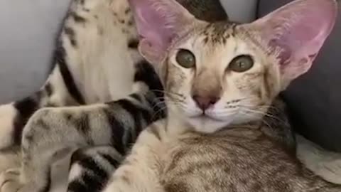 Top 10 Cats in The Breads That don't shed.....!!!!