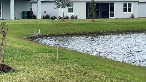 Sandhill Cranes Rule the Animal Kingdom in Florida