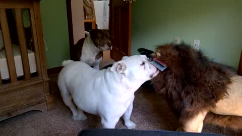 Brave dogs!