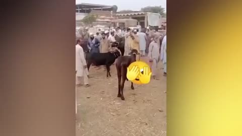 Best Funny Videos 🤣 - People Being Idiots / 🤣 Try Not To Laugh - BY Funny Dog 🏖️