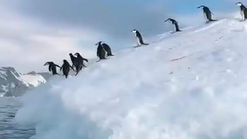 New pinguine training video || how to train animals