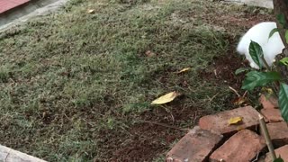Funny rabbit runs away from ants