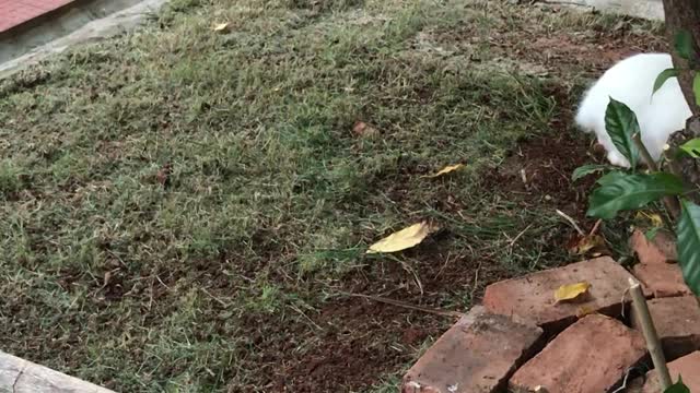 Funny rabbit runs away from ants