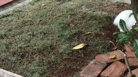Funny rabbit runs away from ants