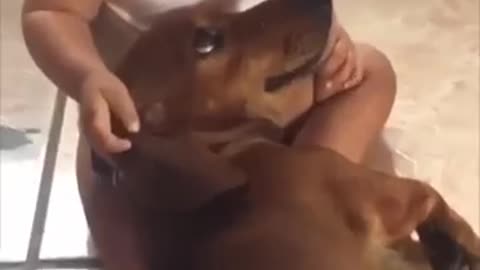 Adorable Dog And Baby Duo Will Melt Your Heart ! Too Cute!