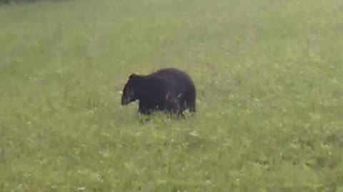 Black Bear Spotted in the Smoky Mountains