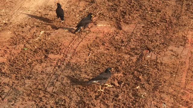 how to home made bird 12