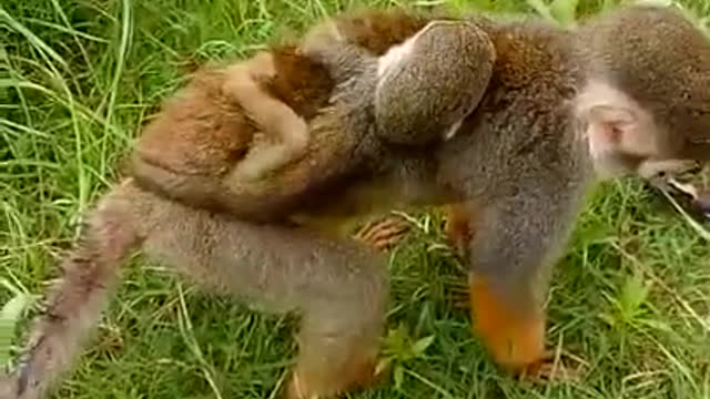 Funny monkey clip videos