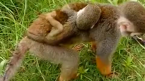 Funny monkey clip videos