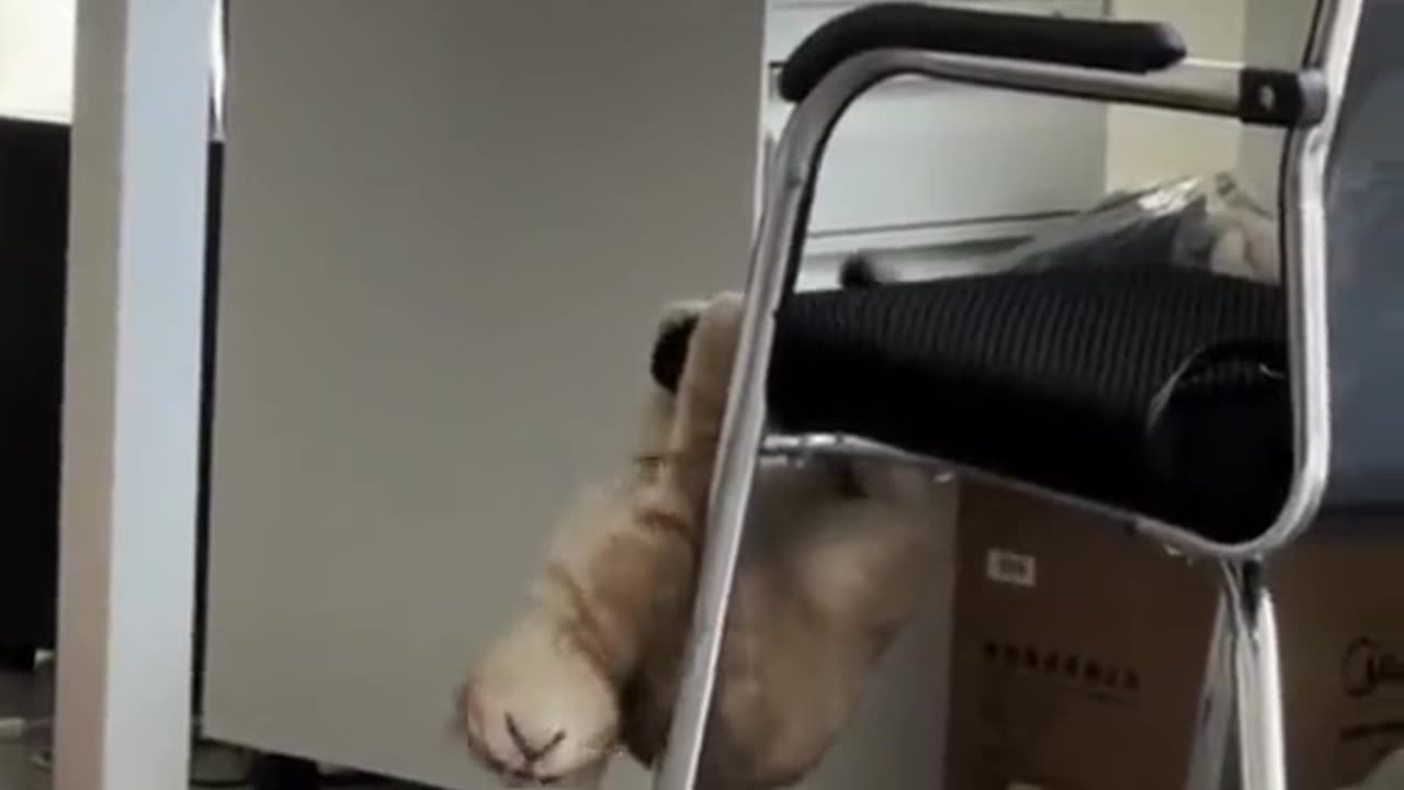 funny pets| funny cat#funnycatvideos#funnyclipsvideo