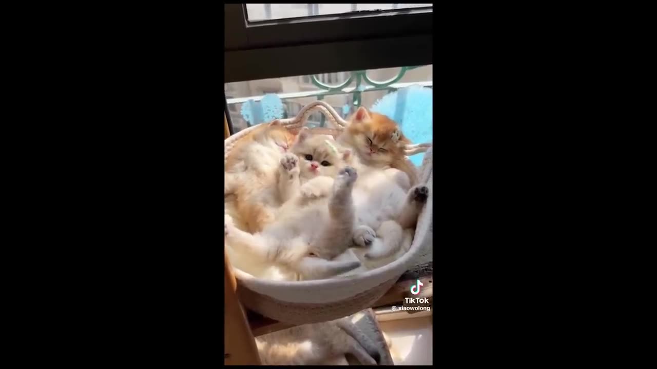 Try not to laugh animal