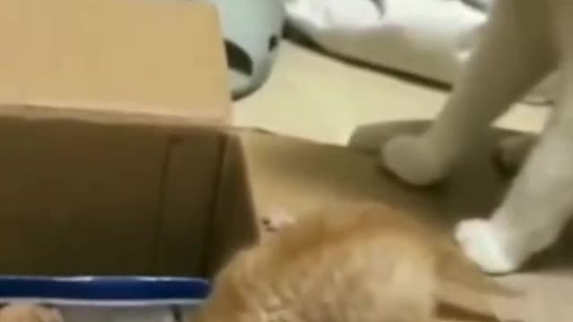 Silly animals being animals