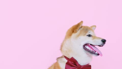 Very funny dog watch when it dance