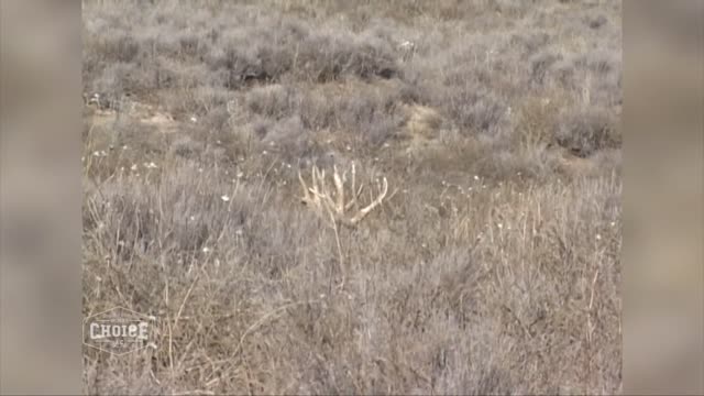 Why Fourth Arrow/ With Ralph and Vikki