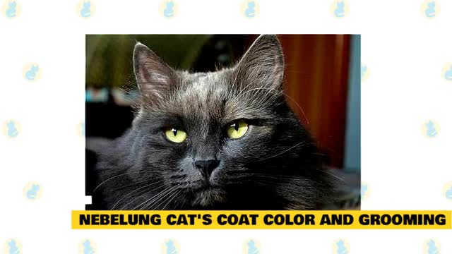Interesting Facts about Nebelung Cats