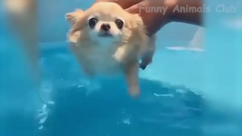 Cats and dogs bonding