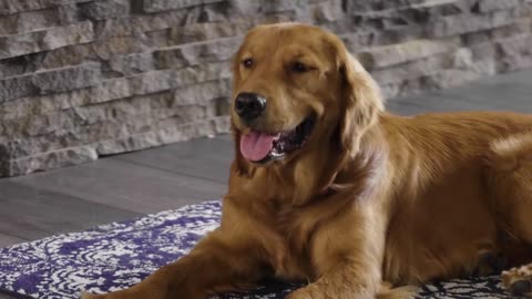 Simple Dog Training 101_ House Training mp4