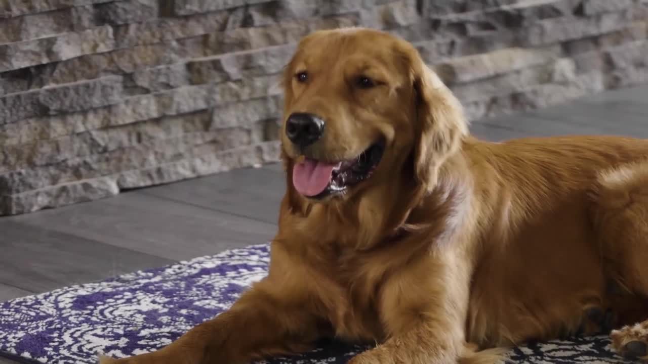 Simple Dog Training 101_ House Training mp4