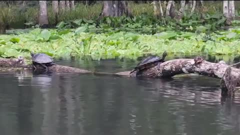 Bumps on a log