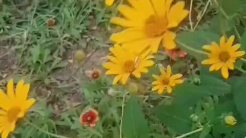 sunflower