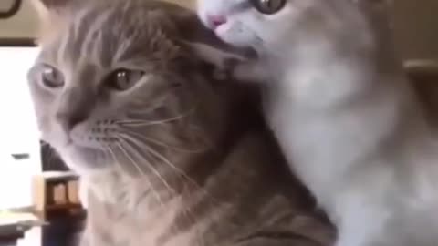 Cute funny cats