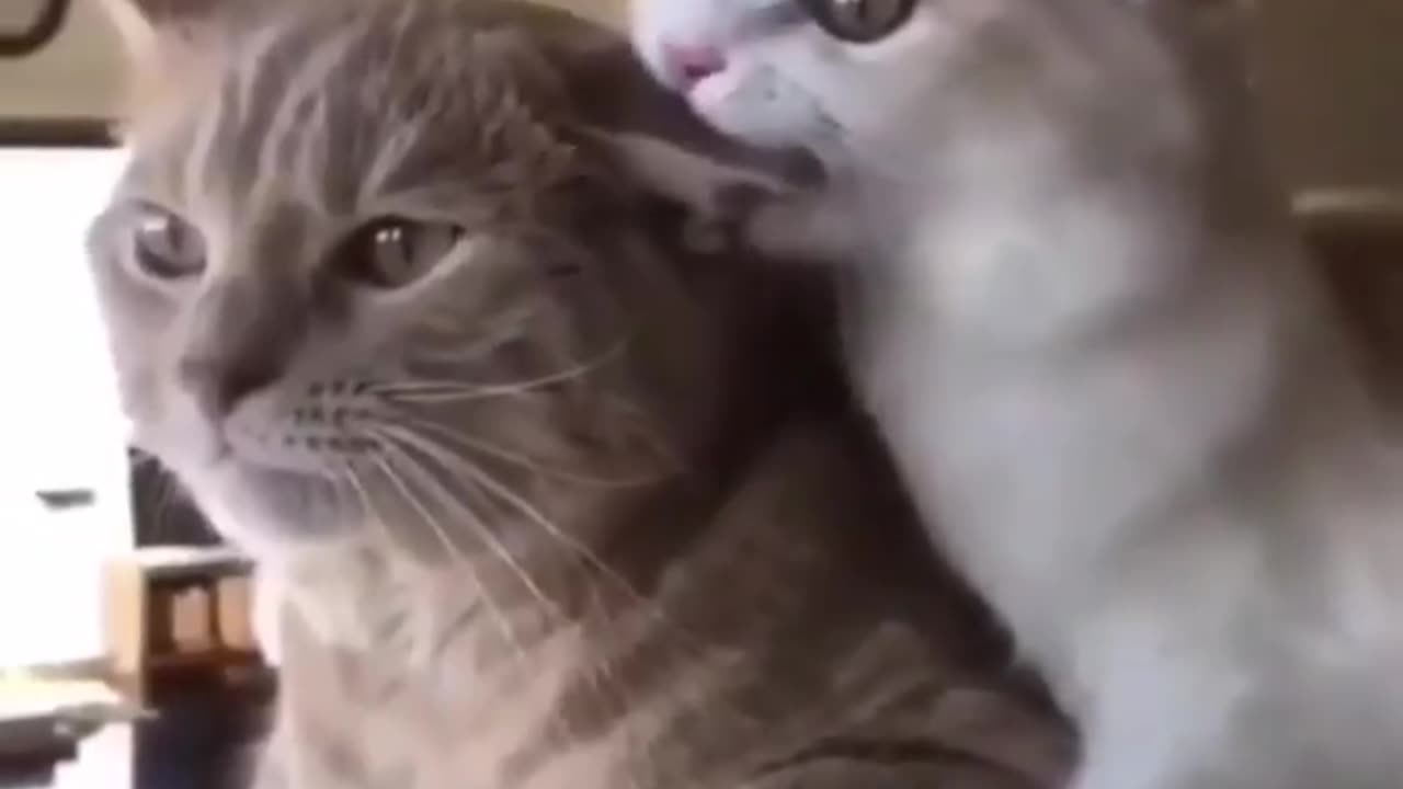 Cute funny cats