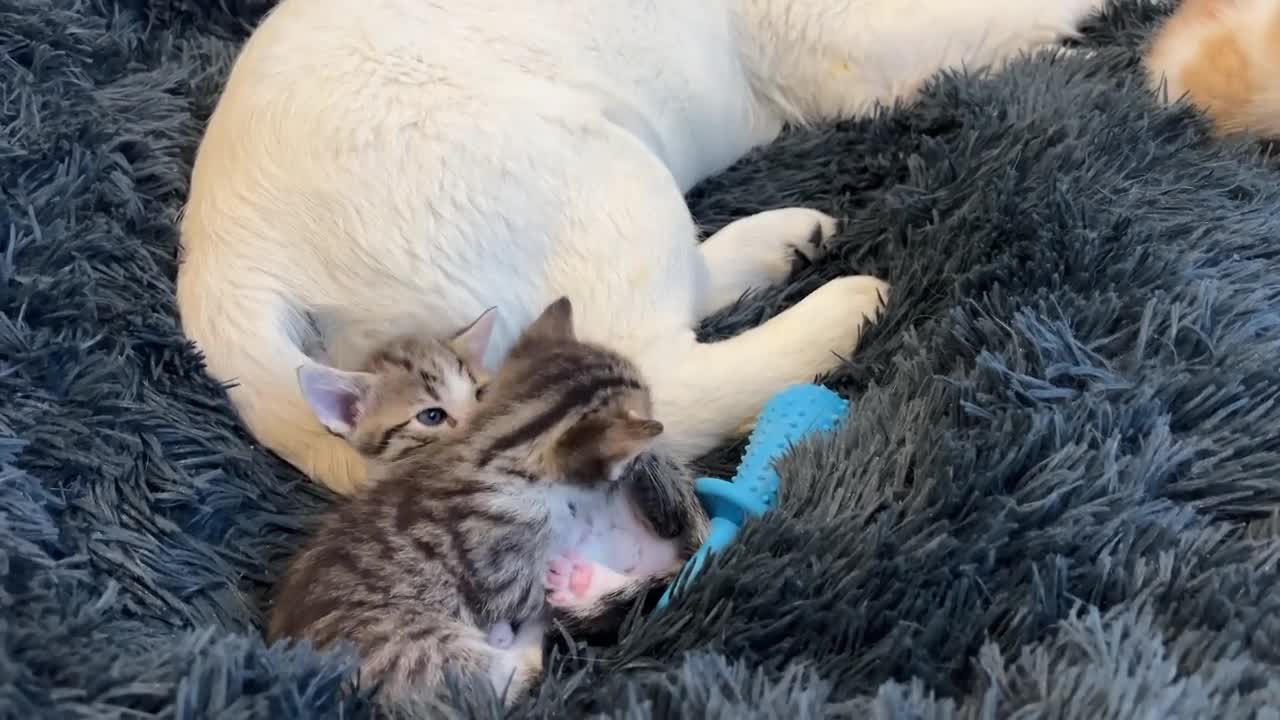 Tiny Kitten and Golden Retriever Puppy Cutest Friends