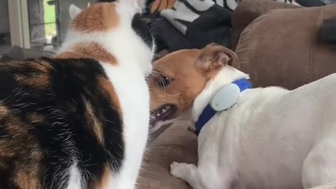 cat and dog who is the boss