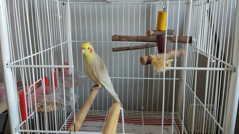 Noisy Cockatiel